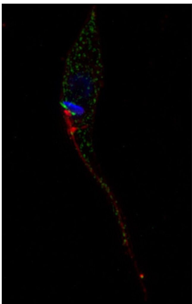 Inmunofluorescencia de epimastigotes utilizando anticuerpos anti-TcHRG. En verde: TcHRG distribuida por toda la célula y concentrada en la región del bolsillo flagelar. En azul: el núcleo y el kinetoplasto teñidos con DAPI y en rojo: el flagelo teñido con concanavalina A.