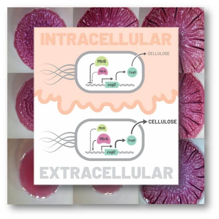 Balance between extracellular matrix production and virulence by a Salmonella-specific transcription factor.
MlrB is a Salmonella-specific factor induced during its replication within macrophages, preventing the cellulose and biofilms production, and thus favoring the pathogen’s virulence.