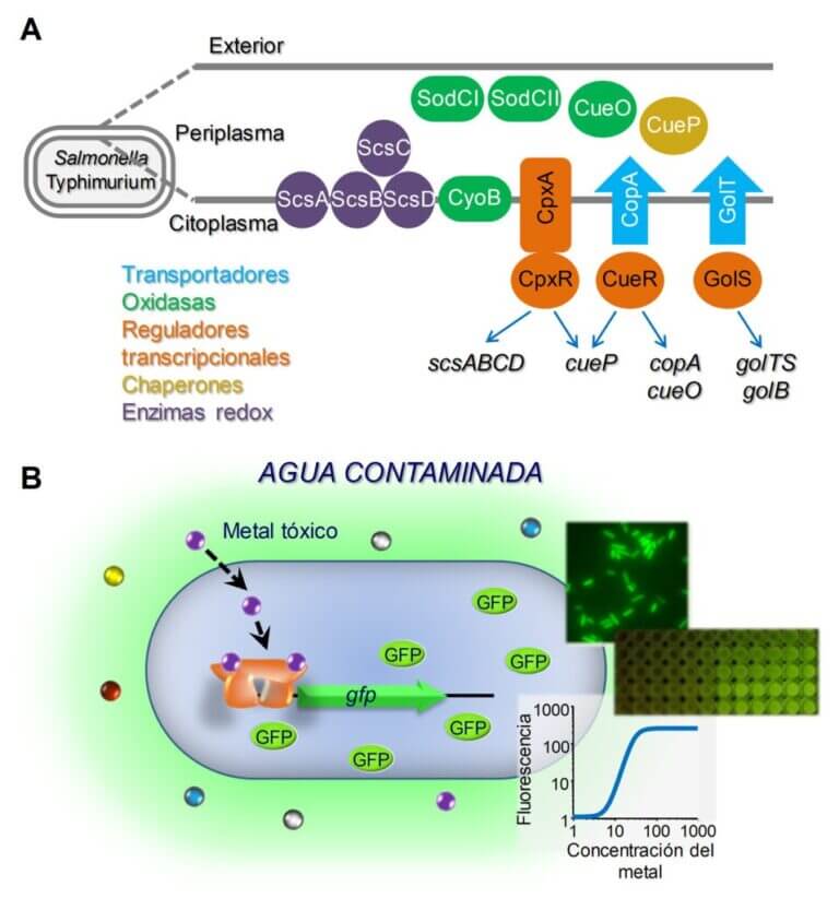 Salmonella copper homeostasis networks and its use in the design of metal biosensors.
Regulatory systems and their targets participating in copper homeostasis (A); and the use of MerR-type sensors for the design of biosensors with specificity to transition metals (B).