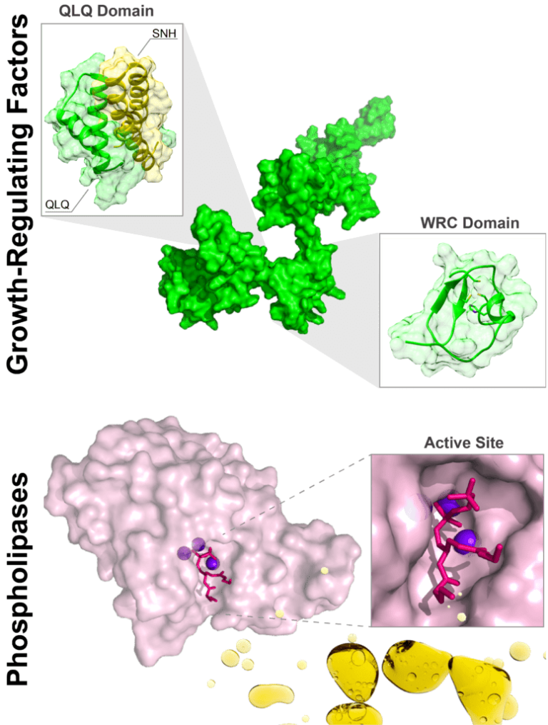 Imagen superior: Modelo estructural de los Factores Reguladores del Crecimiento (GRFs) de Arabidopsis thaliana junto a sus dominios WRC y QLQ, los cuales son responsables de mediar la interacción con el ADN y con los co-activadores transcripcionales GIF, respectivamente. El dominio QLQ se muestra formando complejo con el dominio SNH perteneciente a los GIFs. Imagen inferior: Representación esquemática de la metaloproteína de zinc Fosfolipasa C de B. cereus y la interacción de su sitio activo con los fosfolípidos en la interfaz agua-aceite durante el proceso de desgomado de aceite.