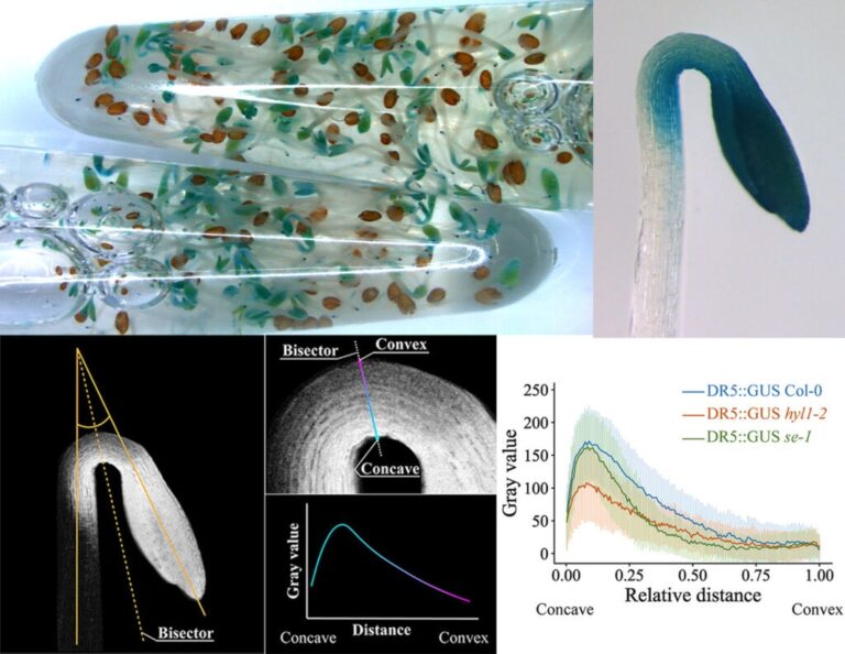 Tinción GUS en plántulas de Arabidopsis. En estas plantas, la enzima β-glucuronidasa se expresa bajo un promotor que responde a la fitohormona auxina. Esta enzima en presencia de su sustrato genera un precipitado color azul. De esta forma analizamos tanto la localización como la cantidad relativa de auxinas en distintos fondos mutantes.