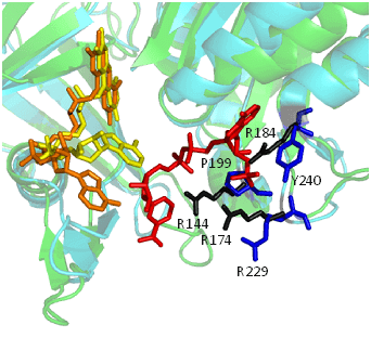 Estructuras cristalográficas de una FNR bacteriana (EcFPR, en celeste) y una plastídica (PeaFNR, en verde) en la zona del sitio activo. Se muestra el grupo prostético FAD (en EcFPR, amarillo; en PeaFNR, naranja) y el sustrato NADP+ unido (en rojo).