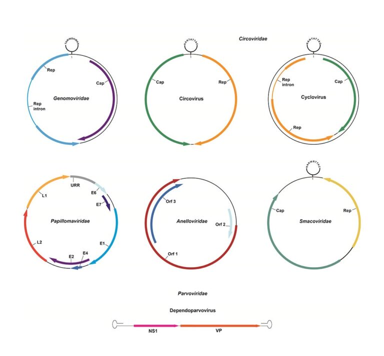 Mapas genéricos de los genomas de seis familias virales identificadas en muestras fecales de cinco especies de murciélagos de Argentina usando metagenómica. Los genomas lineales y circulares se representan como una línea y círculos, respectivamente. Los marcos de lectura abiertos y otras características genómicas se muestran como bandas de colores; la dirección de los marcadores de flecha indica la hebra genómica en la que se encuentran dichas características.