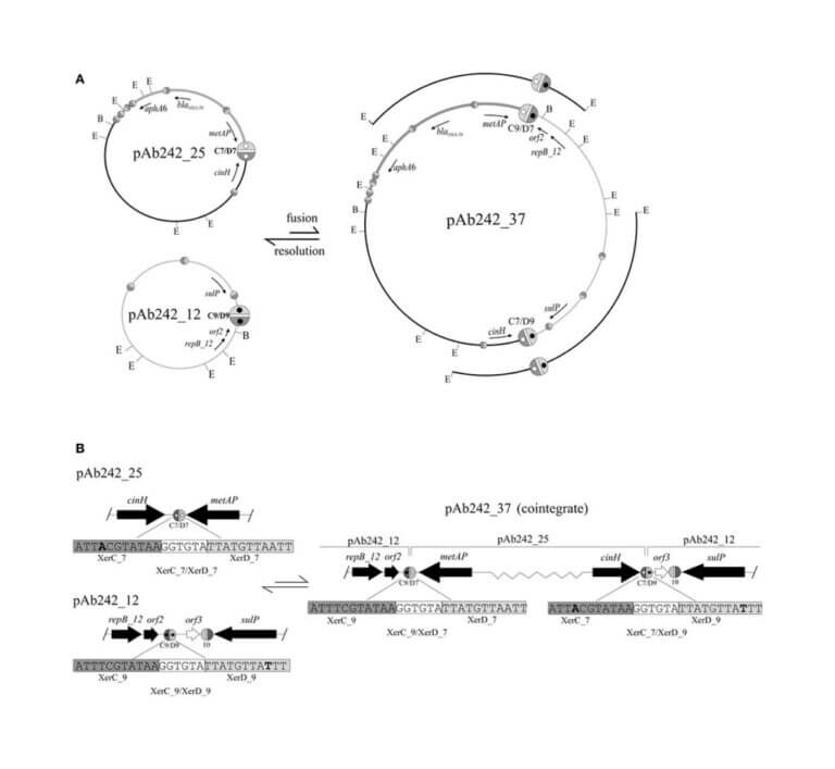 La recombinación específica de sitio entre sitios XerC/D plasmídicos reconocidos por recombinasas Xer media la fusión entre plásmidos Rep_3 portadores de resistencia a carbapenemes (genes blaOXA-58) en A. baumannii.