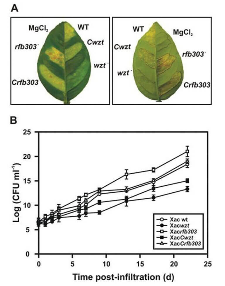 Infección de hojas de cítricos con Xanthomonas citri subsp. citri salvaje (WT) y mutantes en el
lipopolisacárido (Xacwzt y Xacrfb303) y curvas de crecimiento bacteriano in planta.