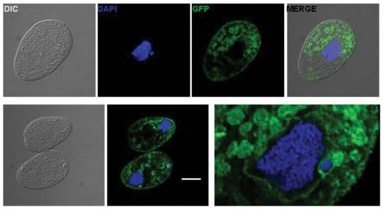 Microscopía confocal de células del ciliado Tetrahymena thermophila. En
azul, tinción del micro y macronúcleo. En verde, localización perinuclear
y en microcuerpos de una desaturasa de esteroles fusionada a la proteína
verde fluorescente.