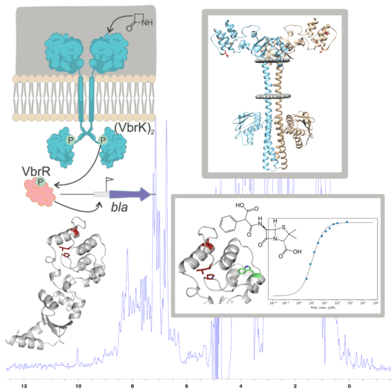 Biophysical characterization of the ß-lactam sensor VbrK.