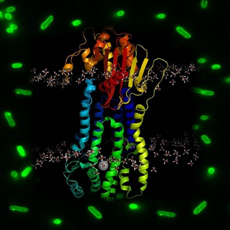 Experiment-informed model for MecR1 and E. coli cells expressing MecR1-EGFP fusions.