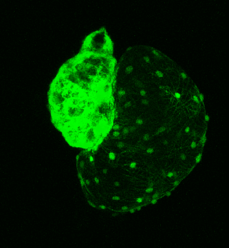 Corazón de un embrion de pez cebra que expresa la proteína fluorescente eGFP en el miocardio. Imagen confocal.