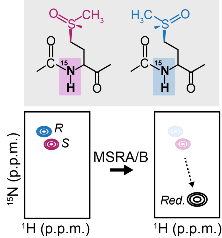 Oxido-reducción de una cadena lateral de Met y su monitoreo mediante espectroscopía de RMN. R y S: isómeros de sulfóxido de Met, MSRA/B: metionina sulfoxido reductasa A y B