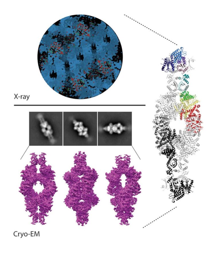 Recientemente elucidamos la estructura 3D de la glutamato deshidrogenasa compuesta por subunidades de 180 kDa presente en micobacterias (derecha). Para esto empleamos un abordaje de biología estructural integrativa que incluyó cristalografía de proteínas por difracción de rayos X (panel superior) y crio-microscopía electrónica de partícula única (panel inferior). Lázaro M et al, 2021, Communications Biology.