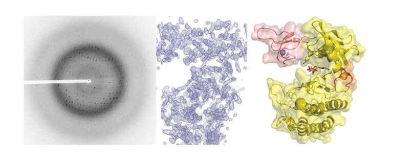 Patrón de difracción de rayos X de cristales de PknG (izquierda), mapa de densidad electrónica 2F o -F c de la unidad asimétrica (centro), modelo cristalográfico PDB 4Y0X (derecha). Lisa MN et al, 2015, Structure.