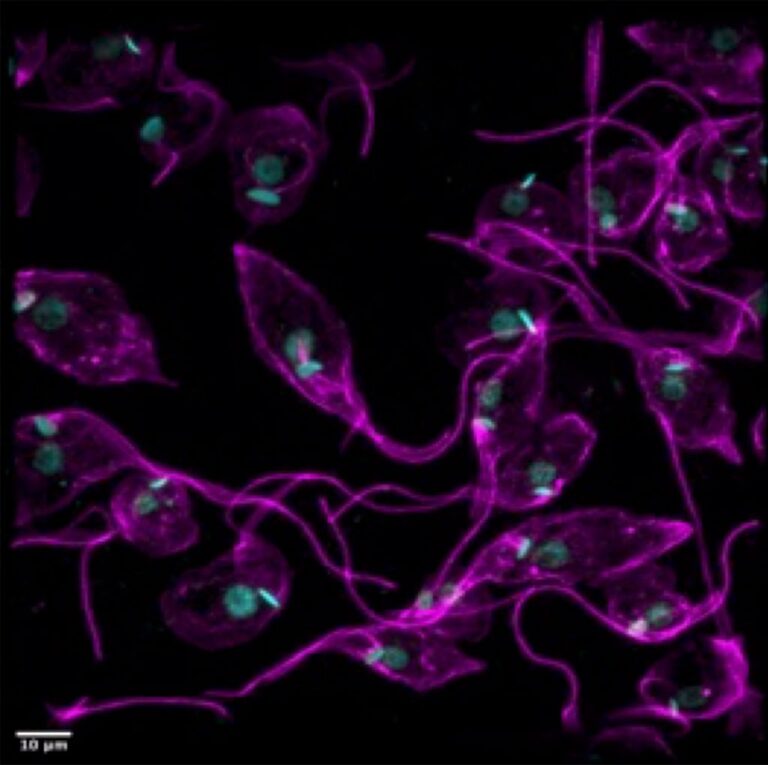 Microscopía confocal de expansión de epimastigotes de Trypanosoma cruzi marcados con anticuepos anti-tubulina (citoesqueleto, magenta) y DAPI (ADN núcleo y kinetoplasto, celeste).