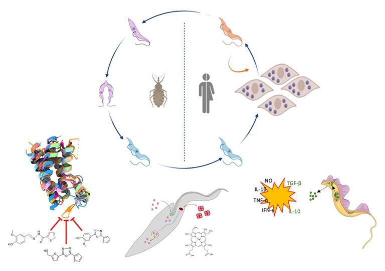 Ciclo de vida de Trypanosoma cruzi (arriba) y esquema de las líneas del laboratorio (abajo). De izquierda a derecha: Estructura modelada por AlphaFold de los Bromodominios de T. cruzi y sus inhibidores; modelo de incorporación de Hemo propuesto por nuestro grupo; efecto dual de HMGB dentro y fuera de núcleo.