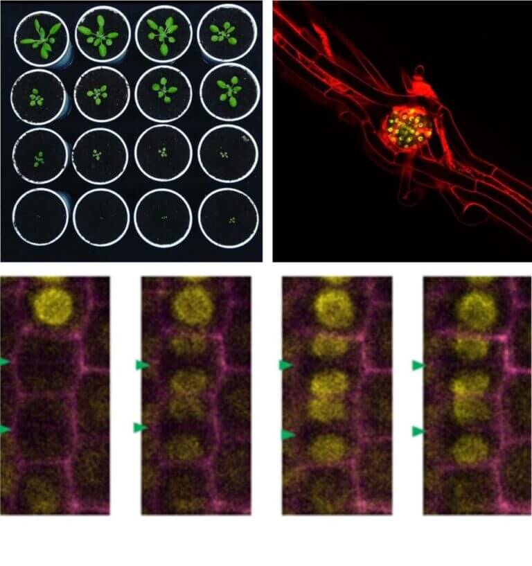 Arriba a la izquierda, cinética del crecimiento de la roseta de Arabidopsis thaliana. Arriba a la derecha, una raíz secundaria, que expresa una proteína fluorescente amarilla, emerge desde dentro del órgano perforando la capa de células de la epidermis de la raíz primaria cuyas paredes están teñidas con un fluoróforo rojo. Abajo, cinética de la expresión de un factor de transcripción durante la citocinesis.