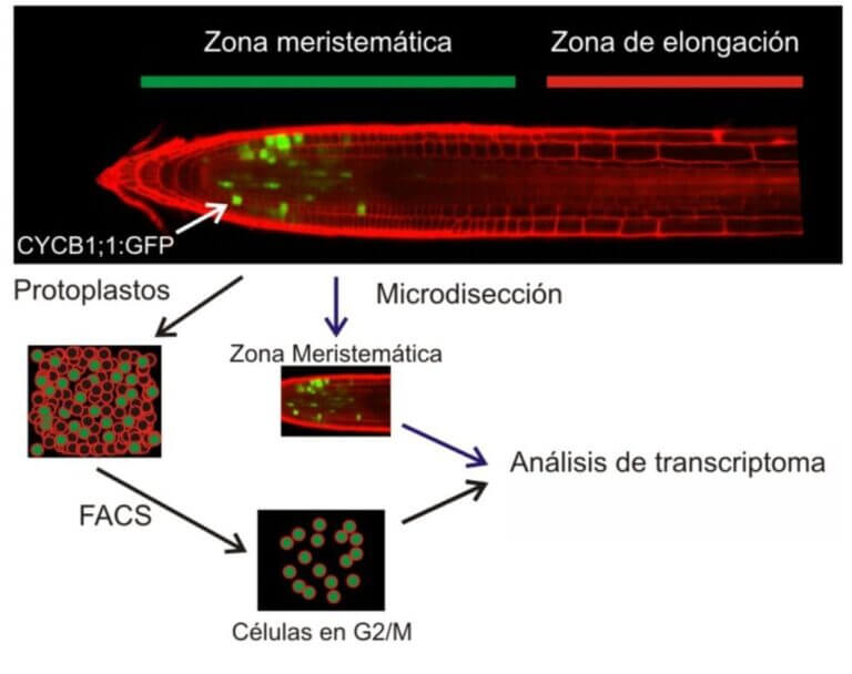 Esquema que ilustra la técnica utilizada para aislar por “Fluorescence Activated Cell Sorting” (FACS) células en la fase G2/M del ciclo celular para el posterior análisis de su transcriptoma.