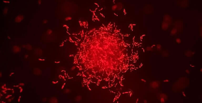 C. elegans expressing a fluorescent genetic marker that activates under