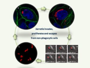 Ciclo de vida extra e intra-hospedador de Serratia marcescens. Se muestran imágenes microscópicas de Serratia marcescens en (1) cultivo planctónico, (2 y 3) dos estadios post-infección en células epitaliales, a 120 y 350 min p.i., que denotan la capacidad de sobrevida y proliferación intracellular de la bacteria y (4) una secuencia time-lapse en la que se observa el proceso de egreso exocítico de Serratia desde la vacuola intracelular al medio exterior. Las imágenes de microscopía laser confocal fueron obtenidas por Martina Lazzaro y Gisela Di Venanzio.