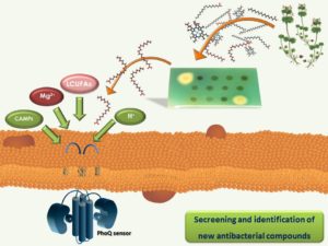 Rastreo e identificación de nuevos compuestos antibacterianos. Los productos naturales son fuente de diversidad y complejidad estructural, y dicho potencial se amplifica a través de diversificación química. Los extractos naturales y químicamente modificados son sometidos a un ensayo bioautográfico para determinar el efecto de los mismos sobre el sistema de dos componentes PhoP/PhoQ de Salmonella enterica. A partir de los extractos que presentan acción moduladora, se procede a la identificación de el/los compuesto/s responsable/s del efecto y al mecanismo de acción de los mismos sobre el sistema en estudio. Estos compuestos se utilizan, a su vez, como plataforma para el diseño de nuevas moléculas con potencial acción antimicrobiana.