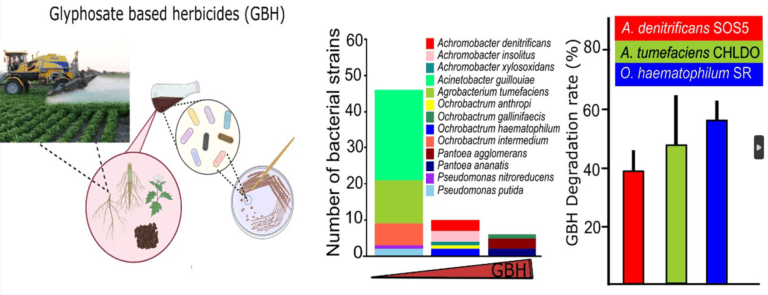 Isolation and characterization of bacteria able of degrading glyphosate.