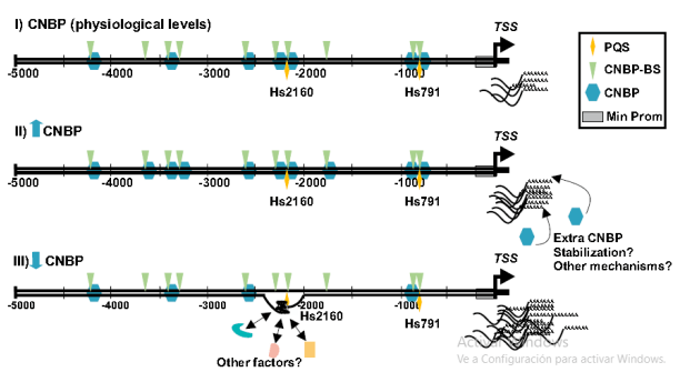 Proposed mechanism for CNBP- and guanine quadruplex (PQS)-mediated regulation of TCOF1.