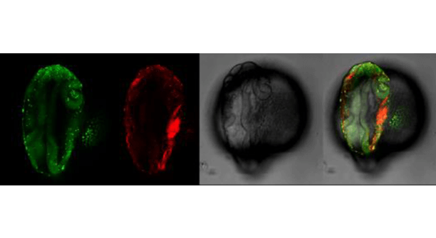 Dorsal view of a 24-hour post-fertilization zebrafish embryo. Green: cell death (Acridine Orange), red: neural crest cells (Tg(sox10::RFP)).